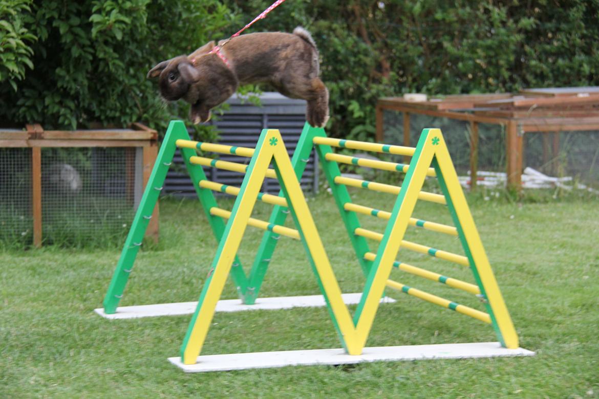 Kanin CAs Arecurius Midir billede 18