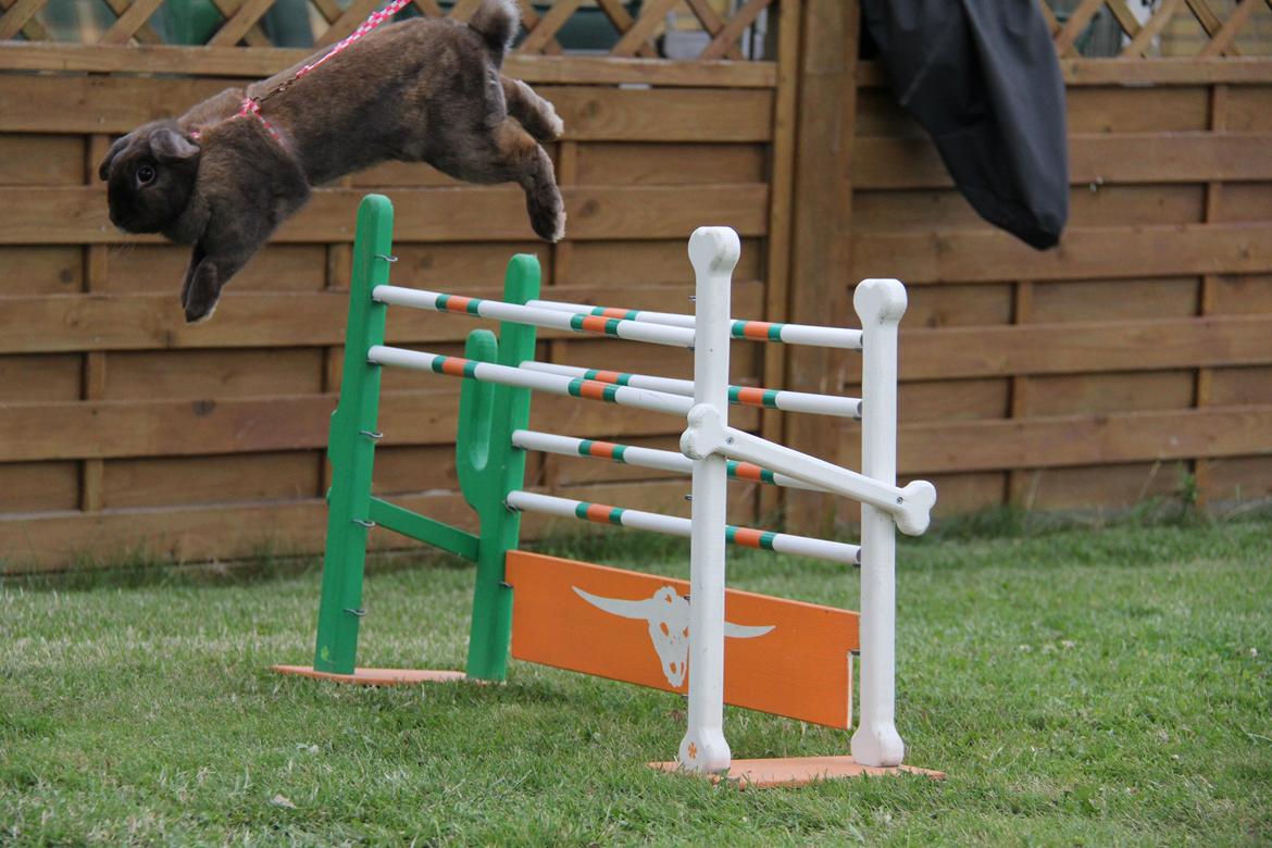 Kanin CAs Arecurius Midir billede 20