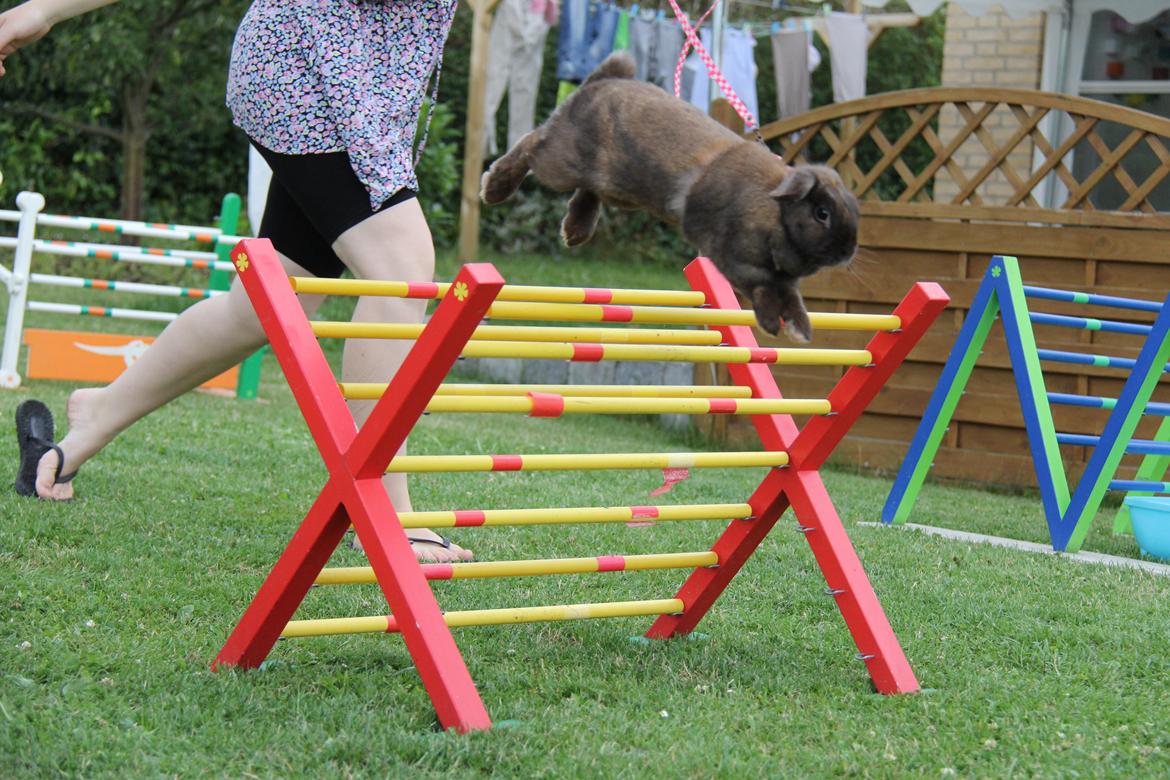 Kanin CAs Arecurius Midir billede 21