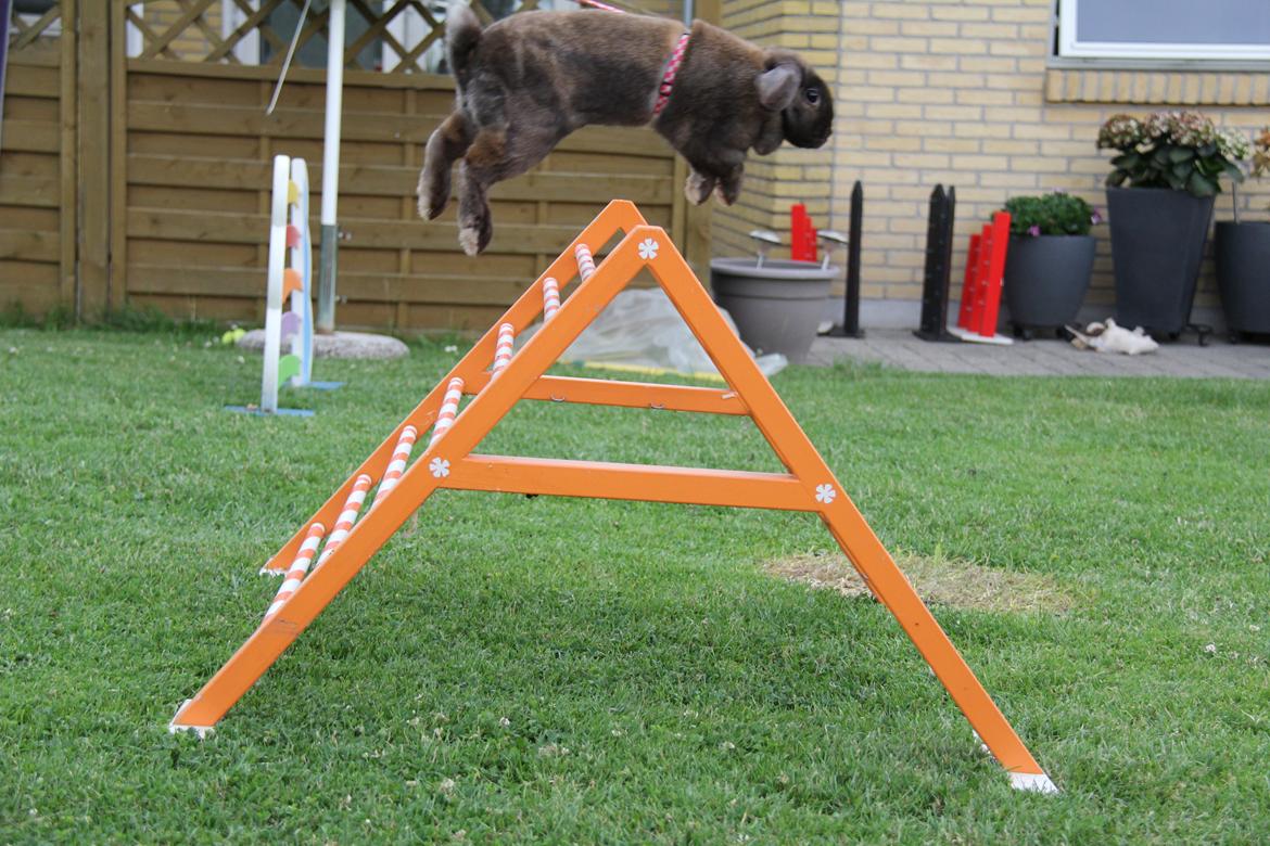 Kanin CAs Arecurius Midir billede 22