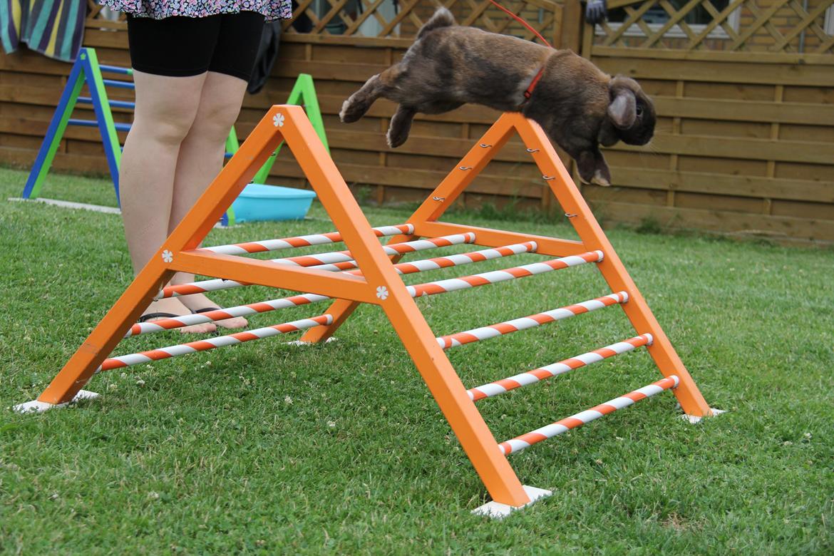 Kanin CAs Arecurius Midir billede 23