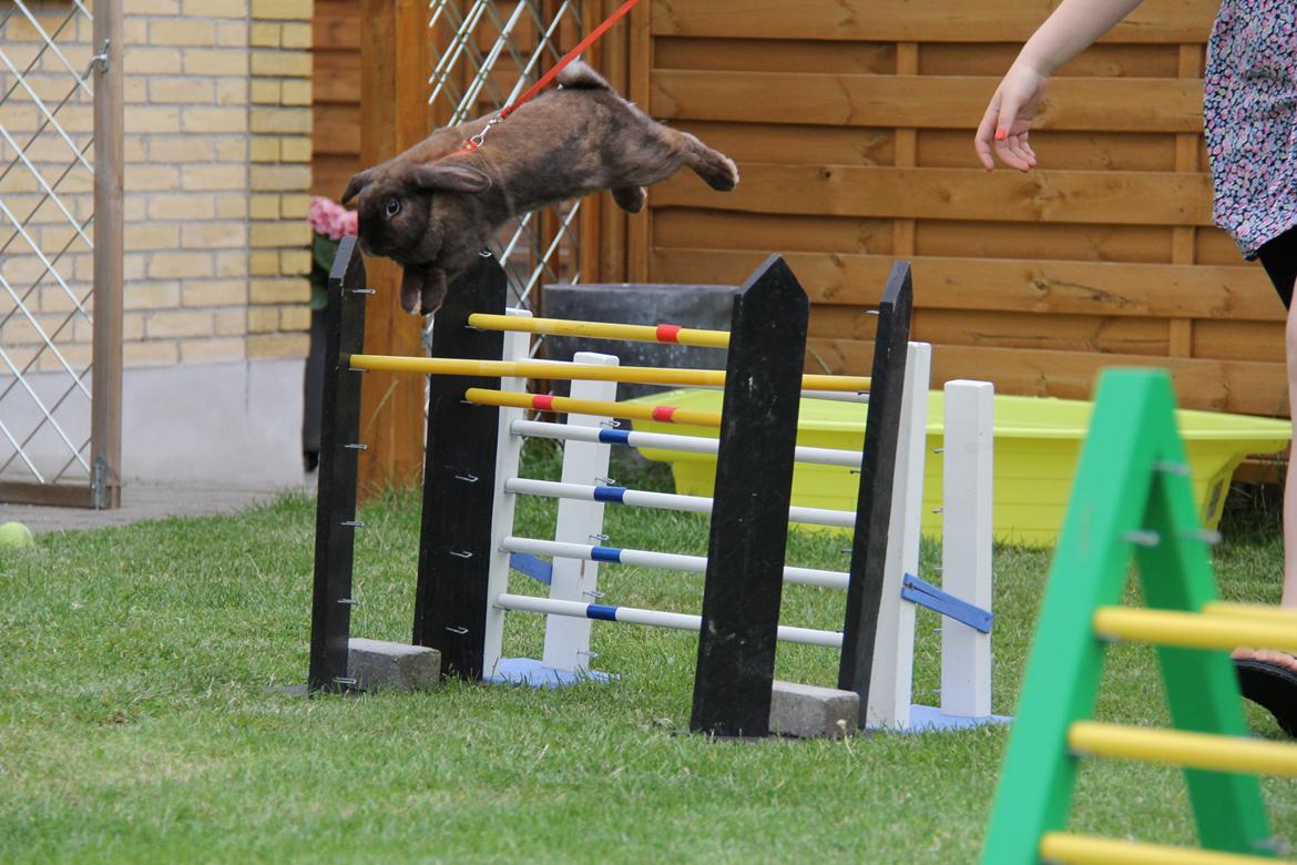 Kanin CAs Arecurius Midir billede 24