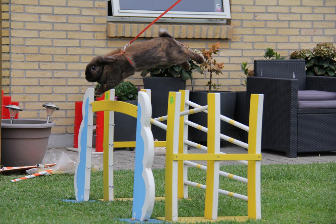 Kanin CAs Arecurius Midir billede 1