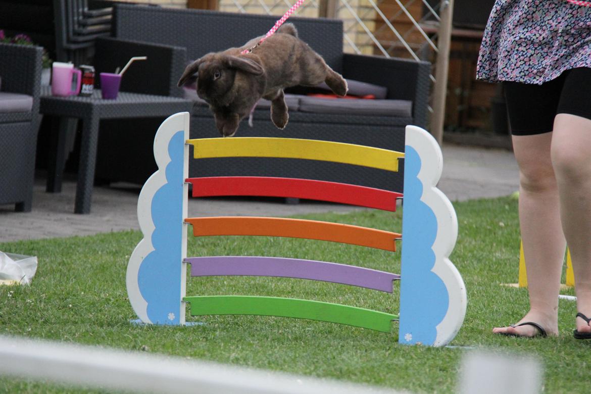 Kanin CAs Arecurius Midir billede 19