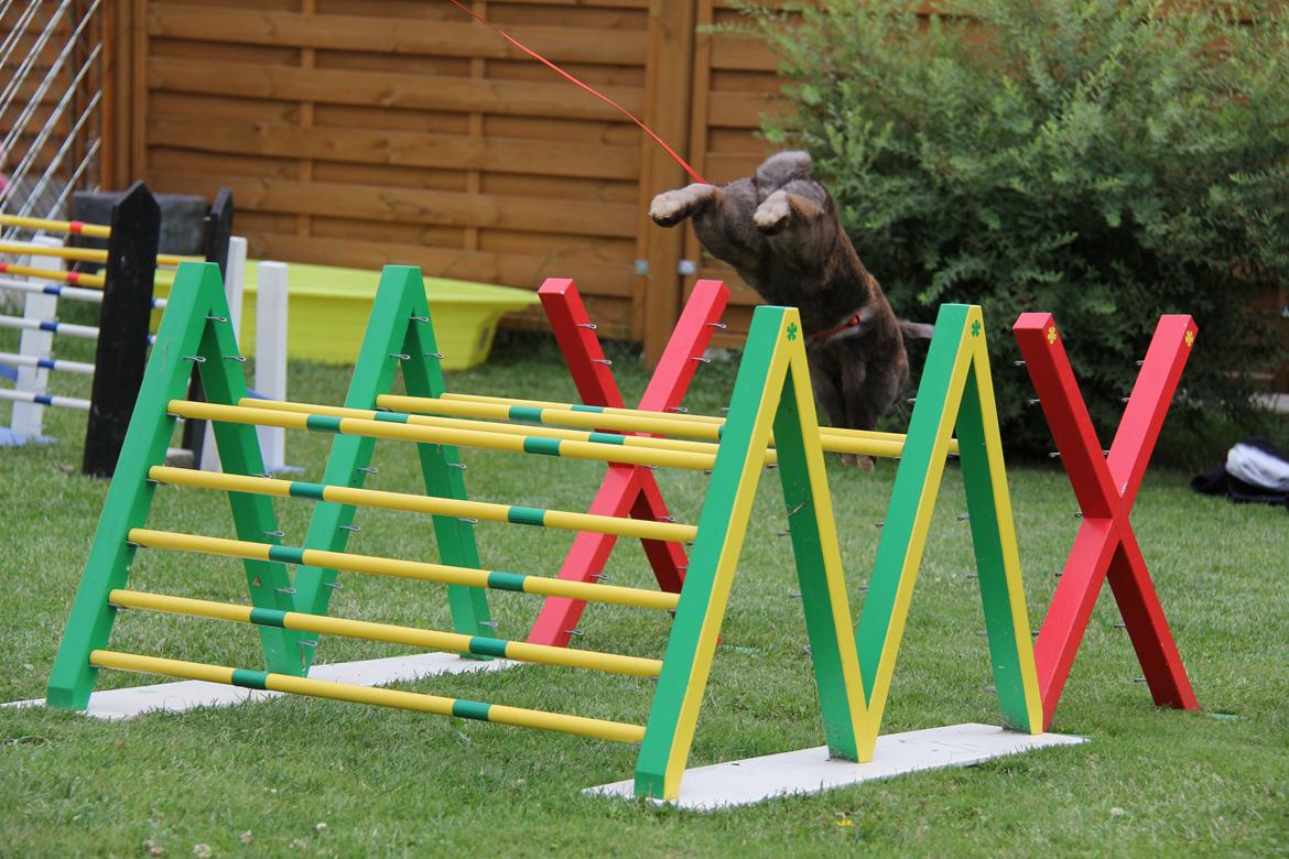 Kanin CAs Arecurius Midir billede 25