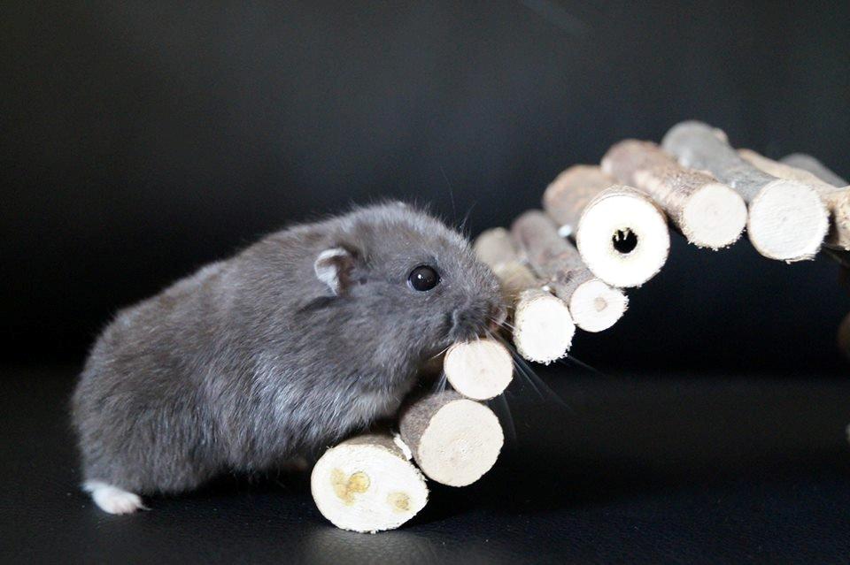 Dværghamster hector billede 2