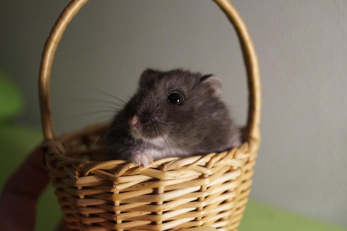 Dværghamster hector billede 3