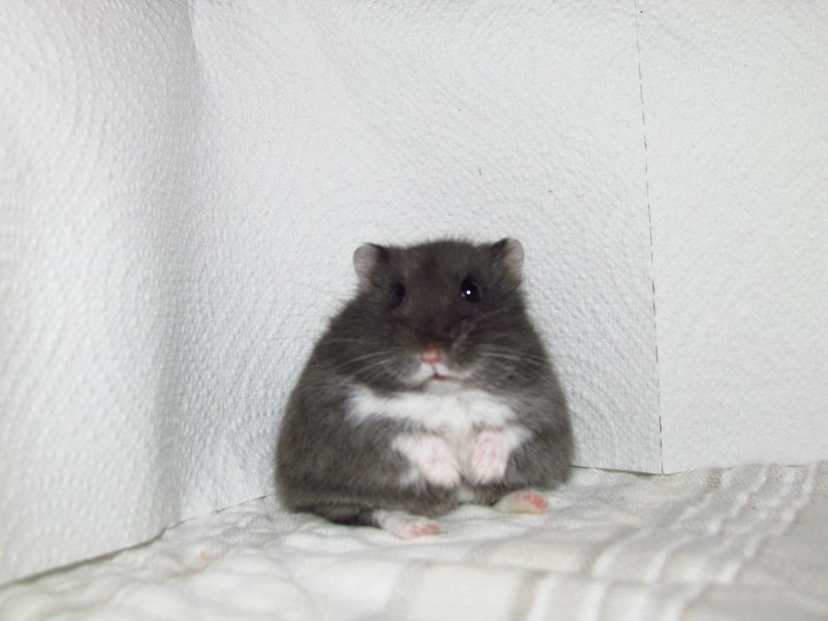 Dværghamster hector billede 1