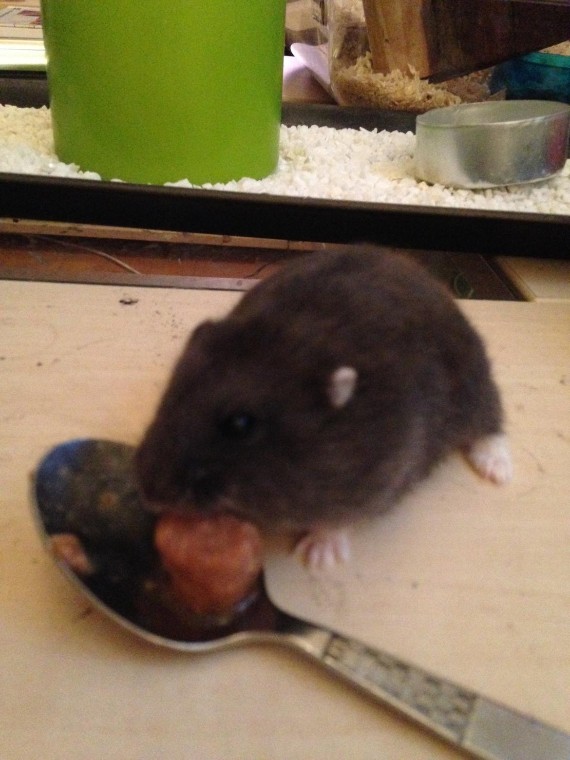 Dværghamster hector billede 4