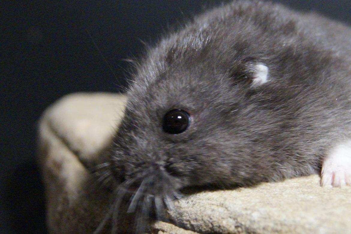 Dværghamster hector billede 6