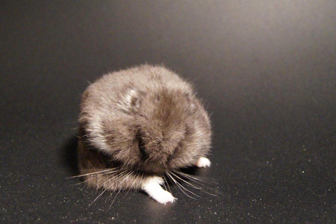 Dværghamster hector billede 7