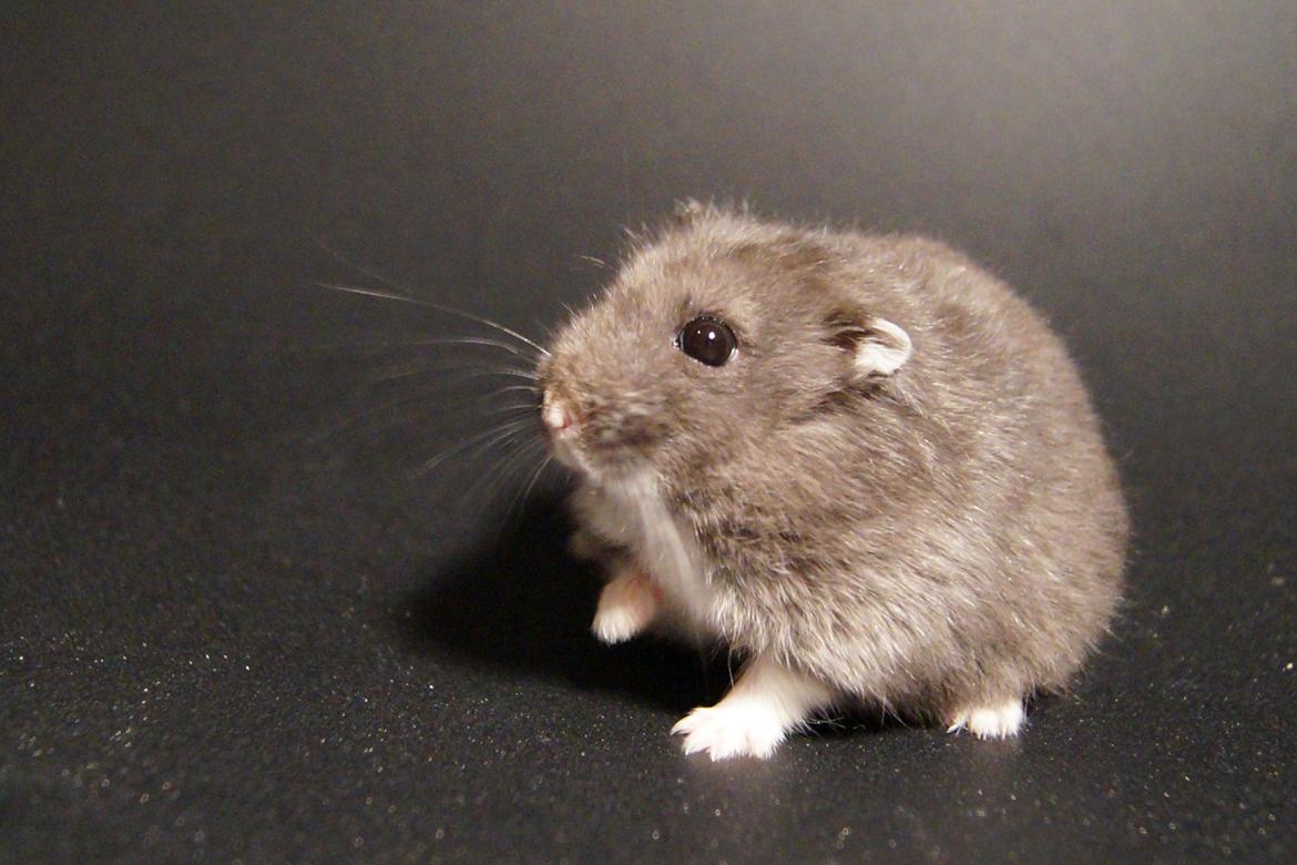 Dværghamster hector billede 8