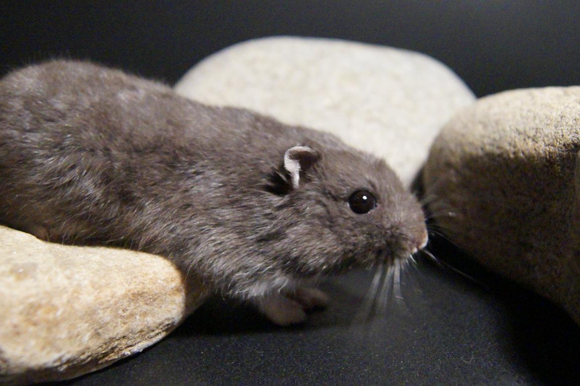 Dværghamster hector billede 5