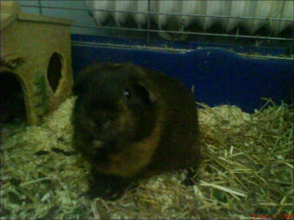 Marsvin Rocko R.I.P billede 8