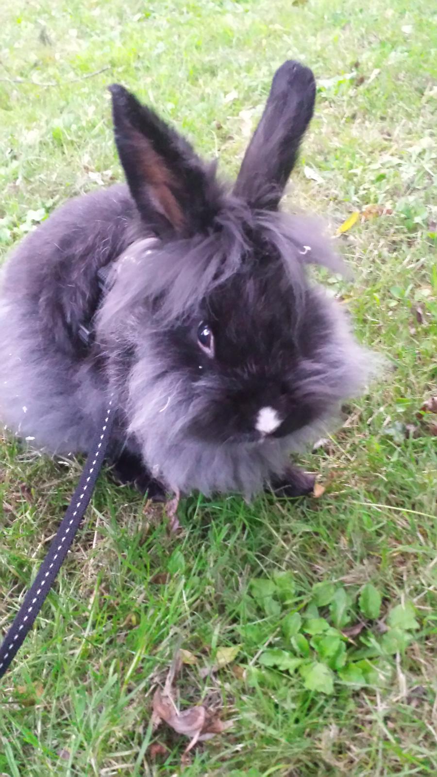 Kanin Damien billede 4