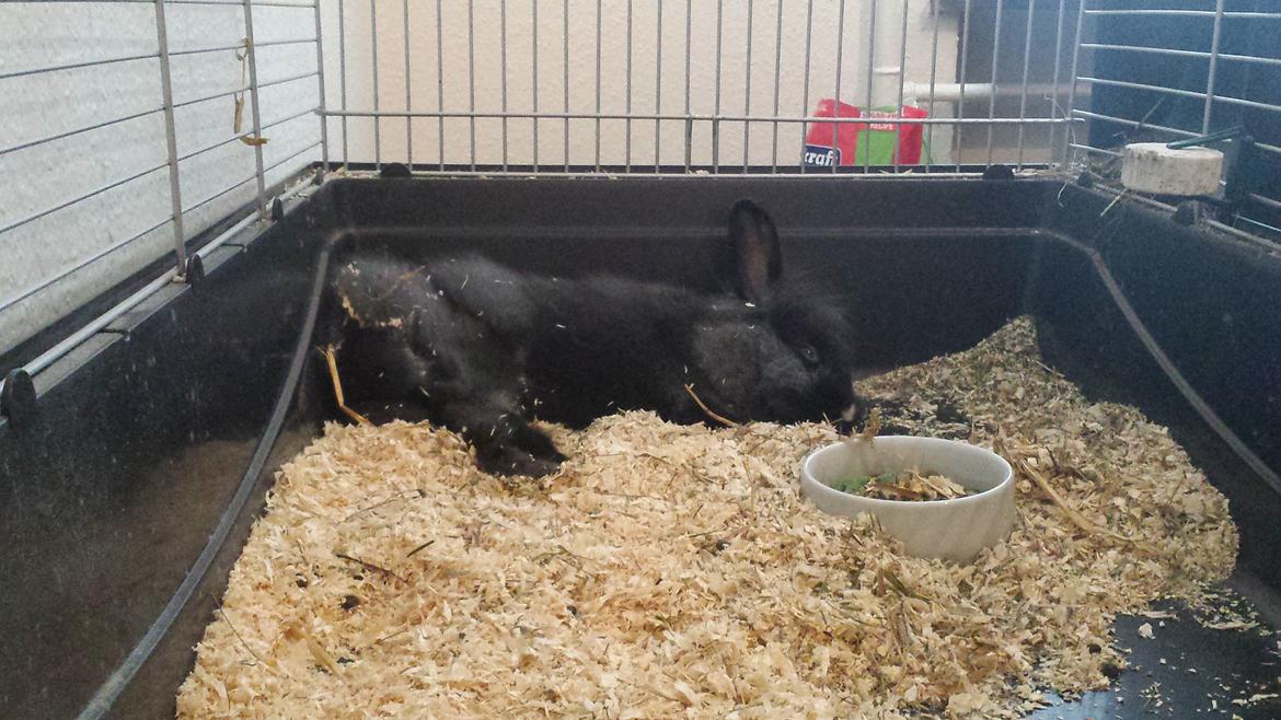 Kanin Damien billede 2