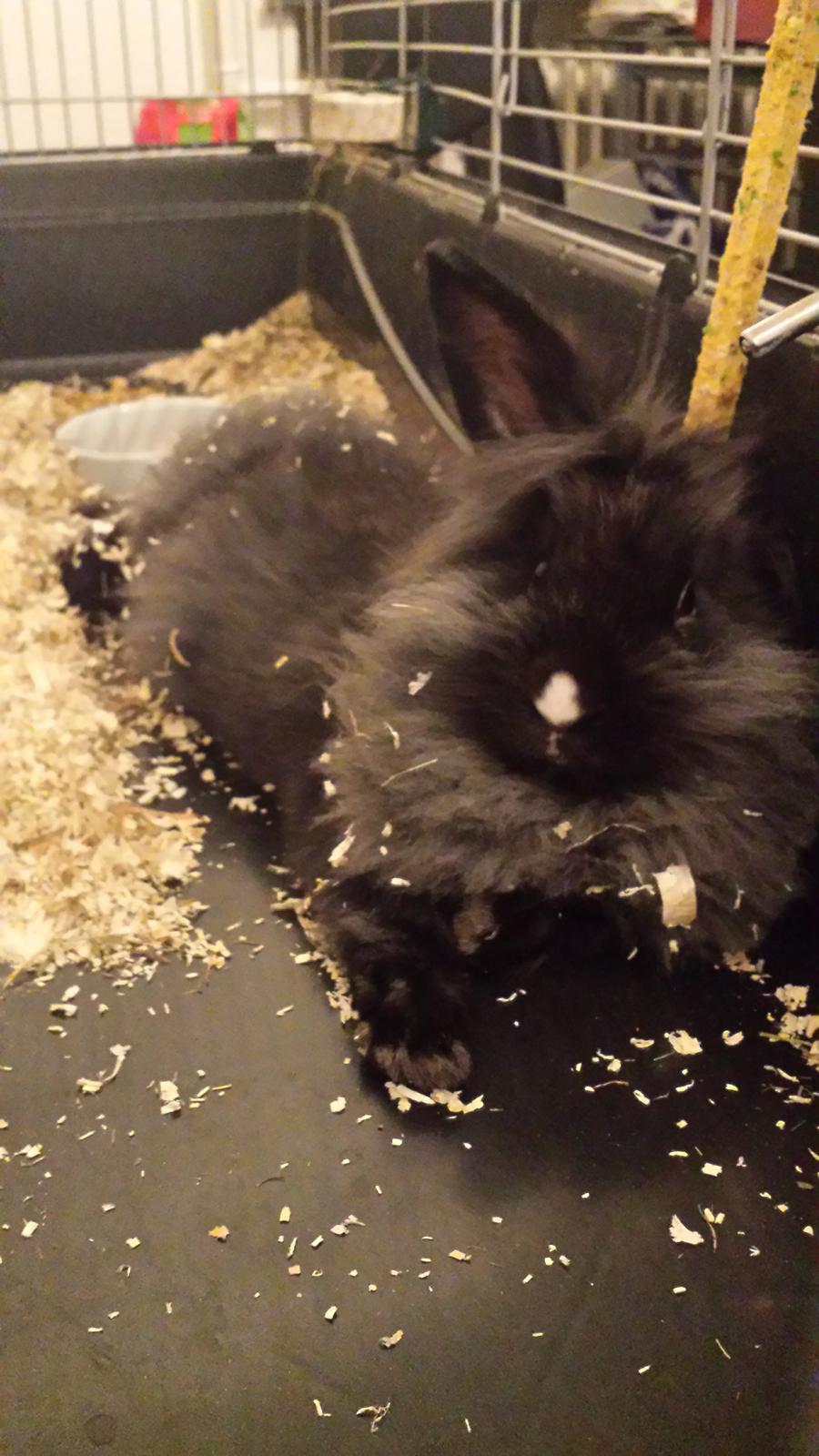 Kanin Damien billede 1