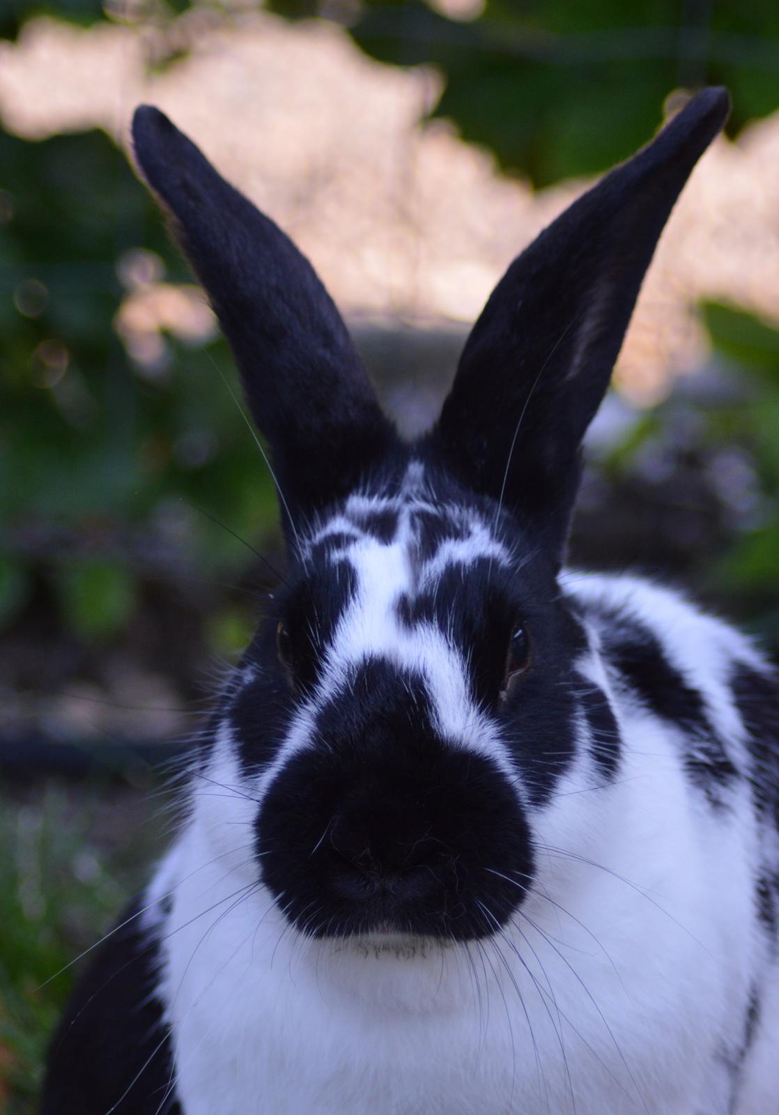 Kanin Nuller - juli 2014 billede 12