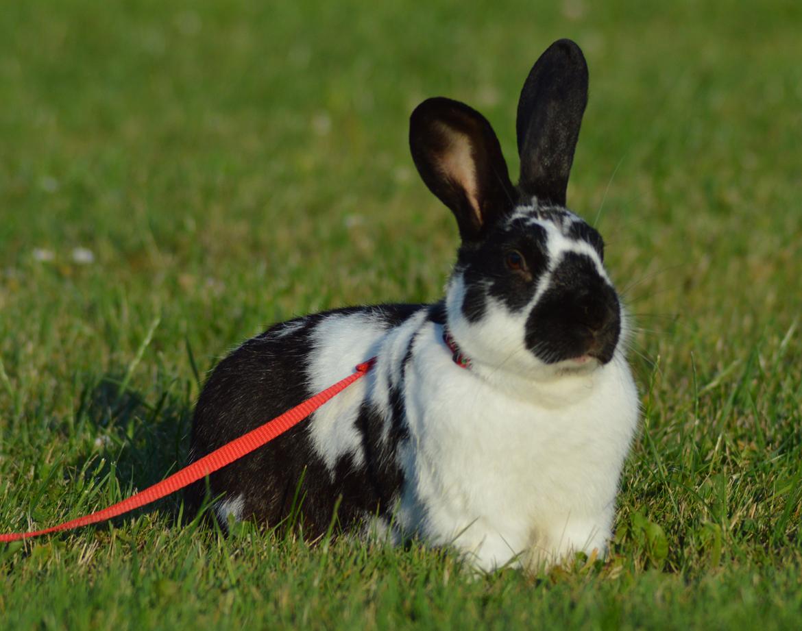 Kanin Nuller - juli 2014 billede 6