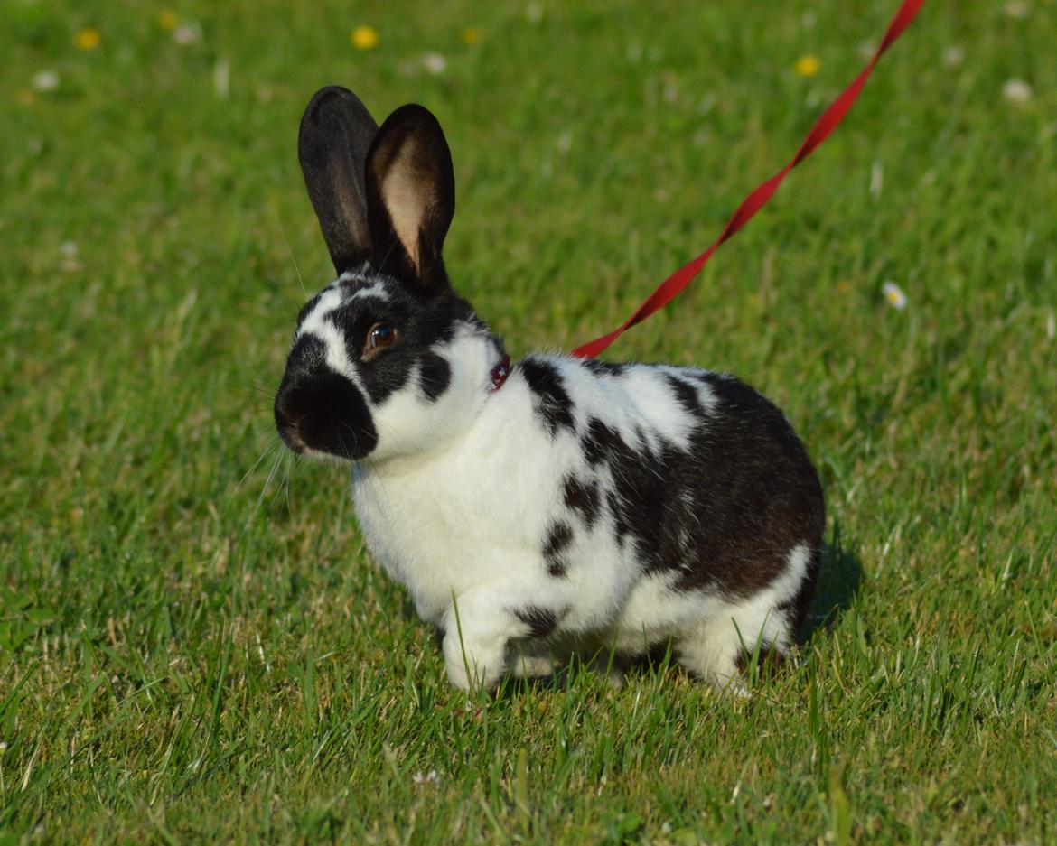 Kanin Nuller - juli 2014 billede 21