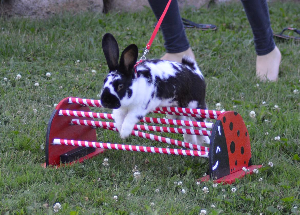 Kanin Nuller - juli 2014 billede 8