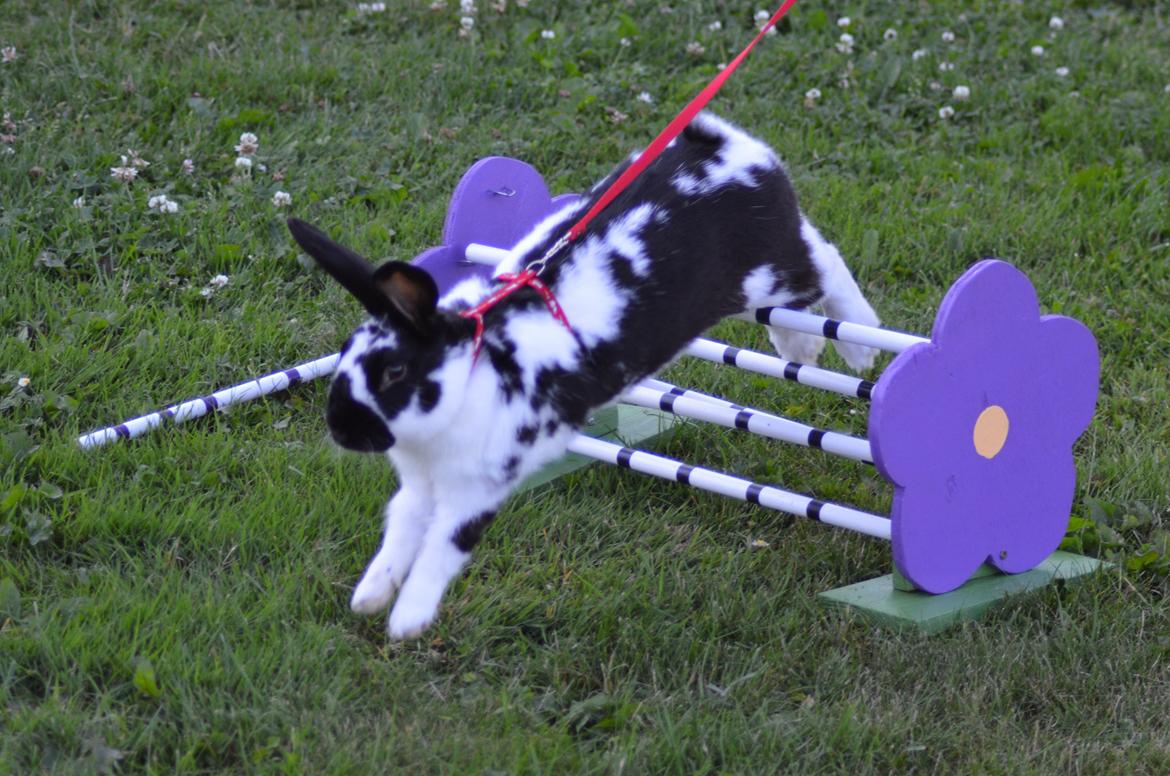 Kanin Nuller - juli 2014 billede 11