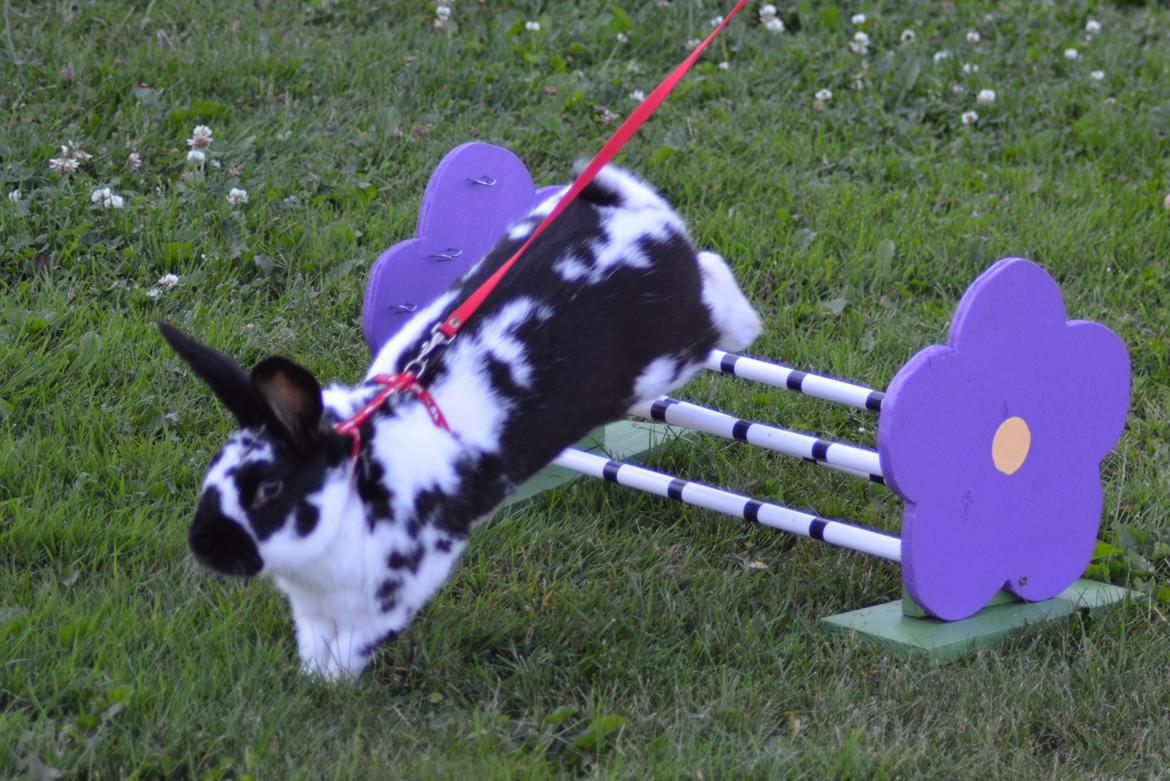 Kanin Nuller - juli 2014 billede 22