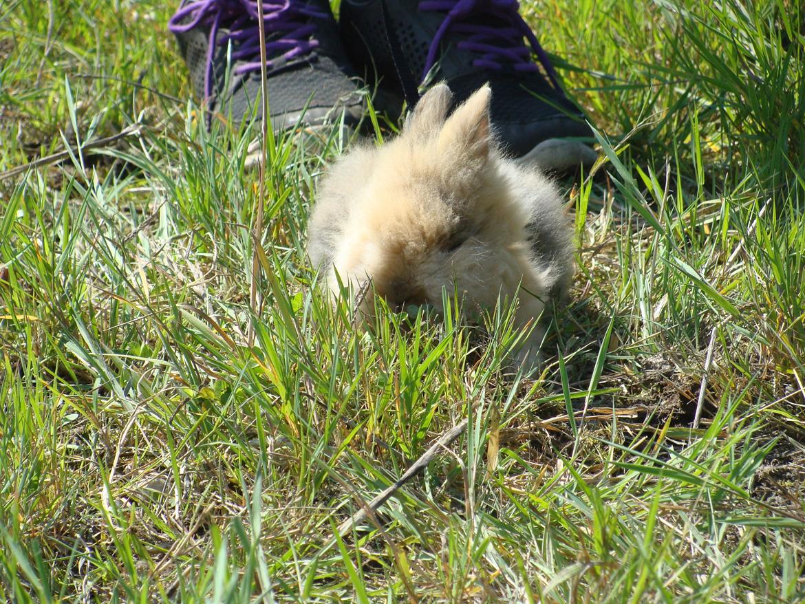 Kanin Fluffy billede 2