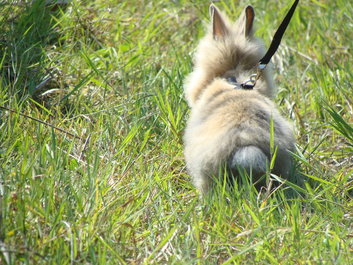 Kanin Fluffy billede 14