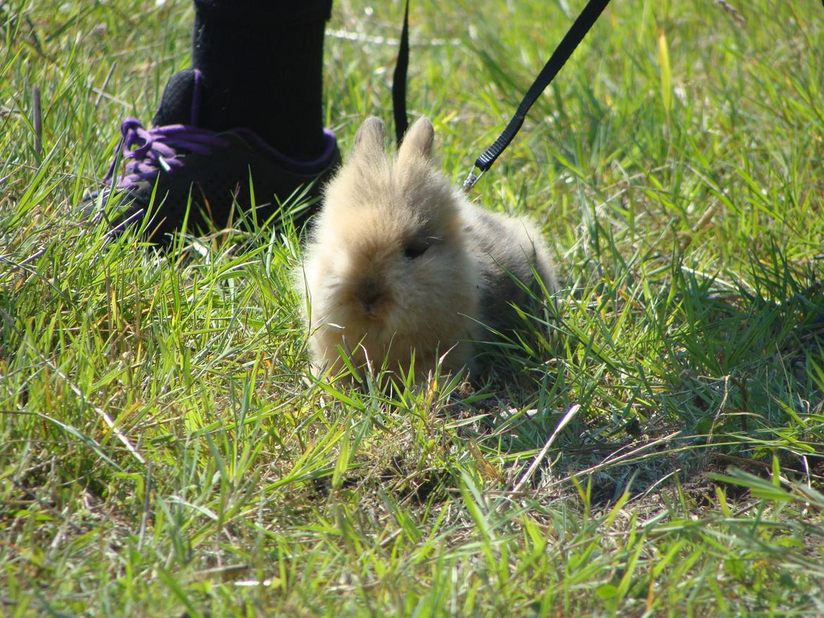 Kanin Fluffy billede 4