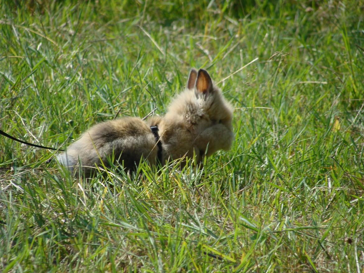 Kanin Fluffy billede 7