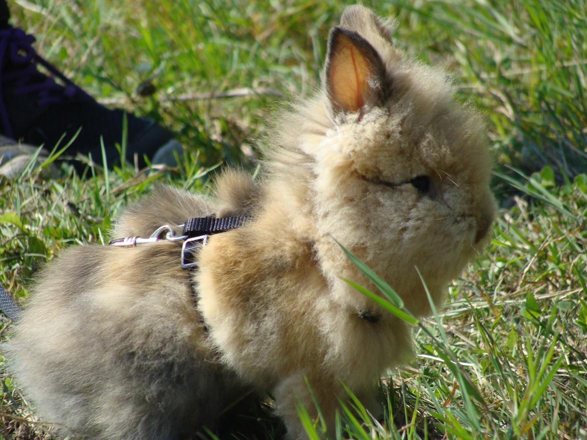 Kanin Fluffy billede 9