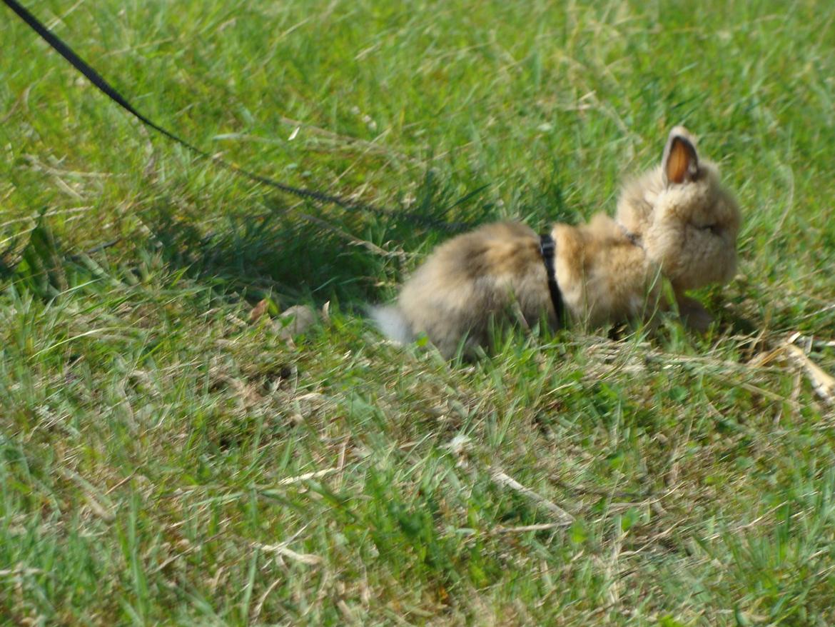 Kanin Fluffy billede 10