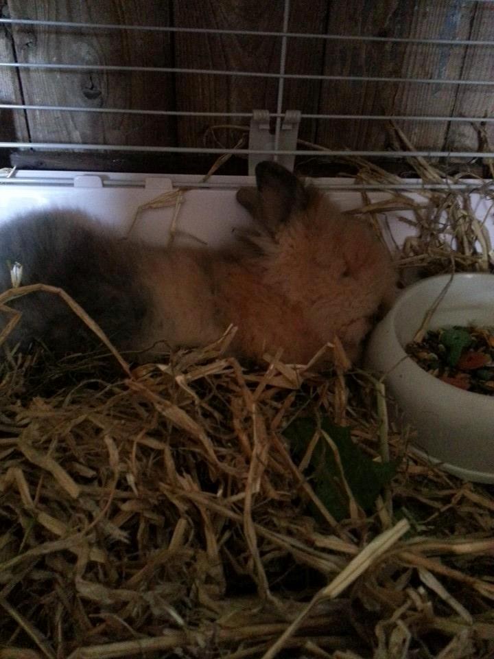 Kanin Fluffy billede 12