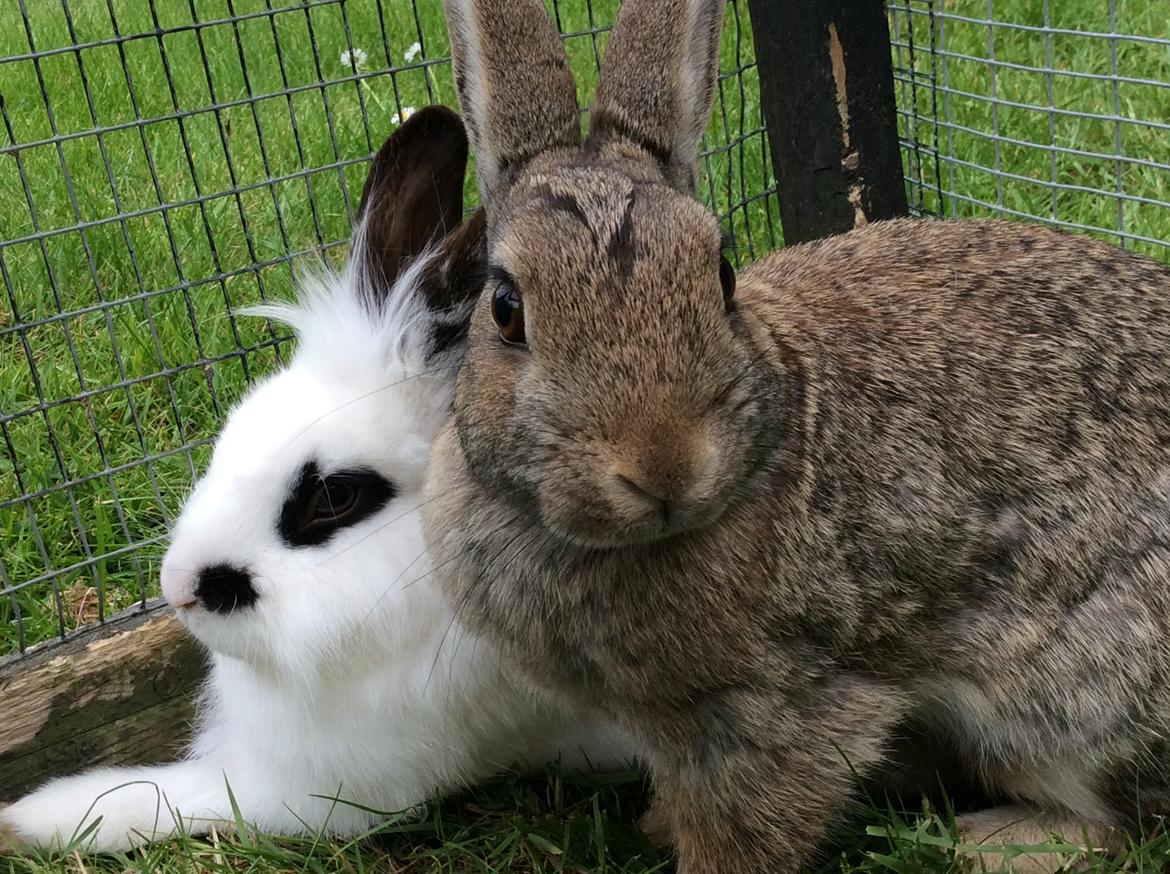 Kanin Smørblomst billede 4