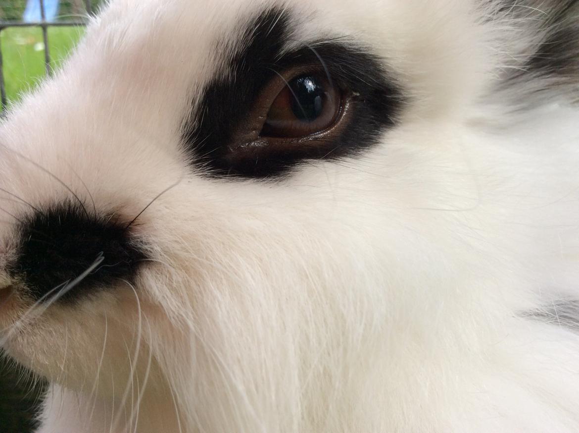 Kanin Smørblomst billede 5