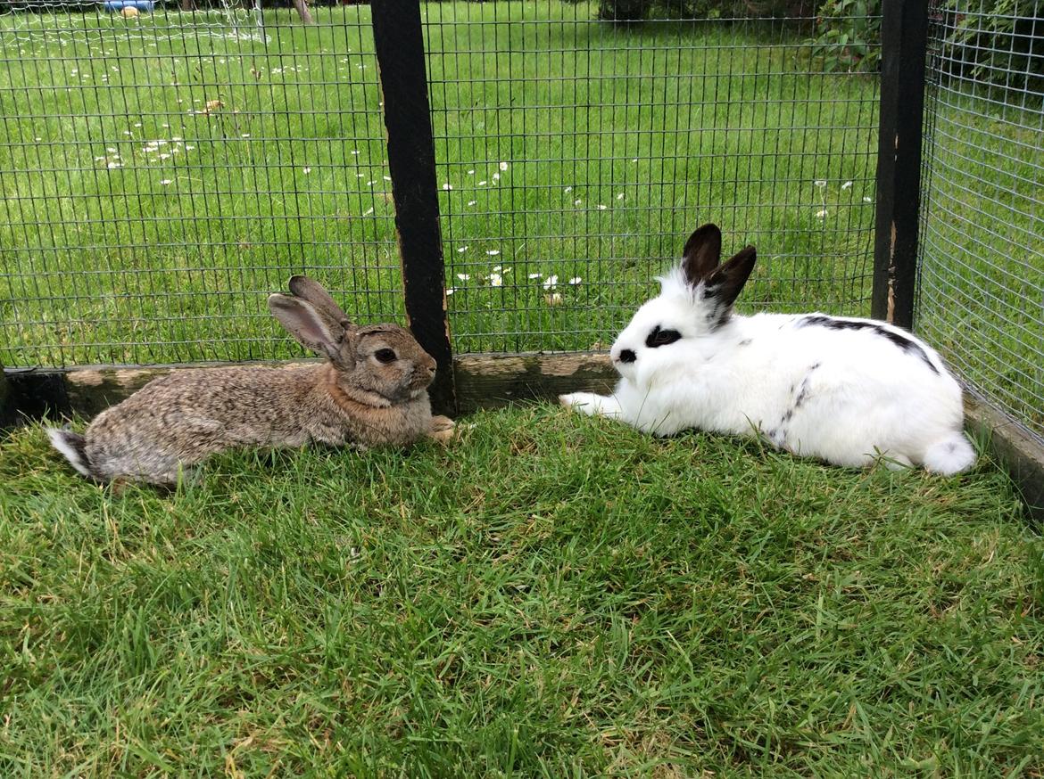 Kanin Smørblomst billede 6