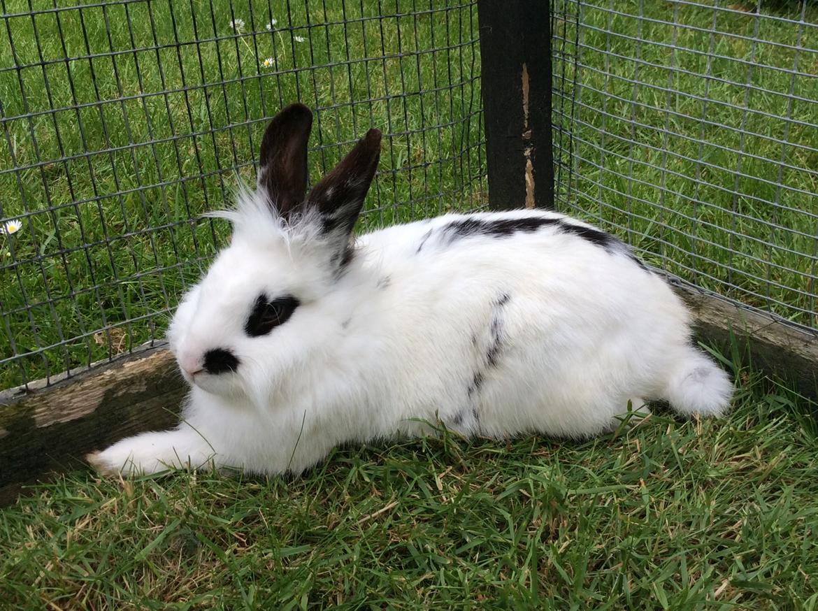 Kanin Smørblomst billede 1