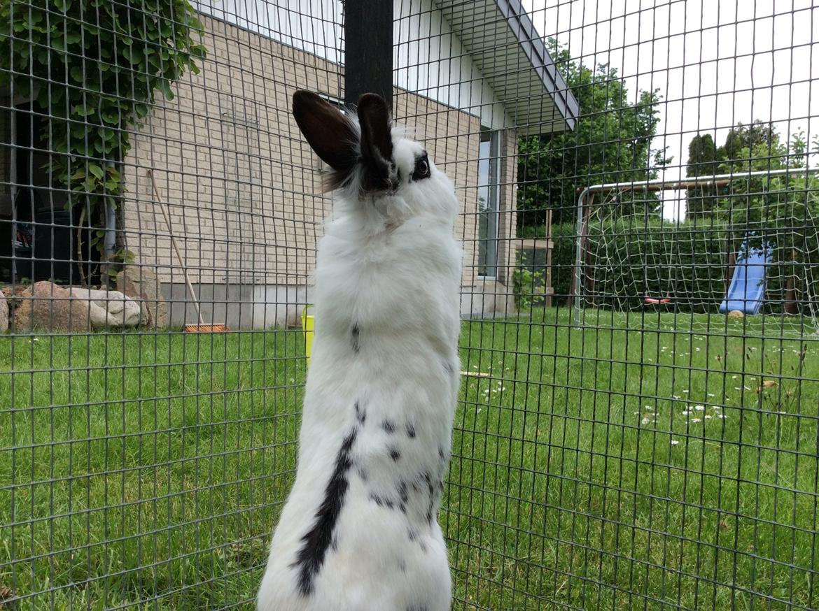 Kanin Smørblomst billede 7