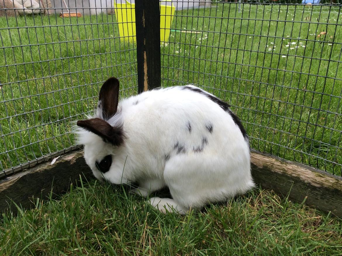 Kanin Smørblomst billede 8