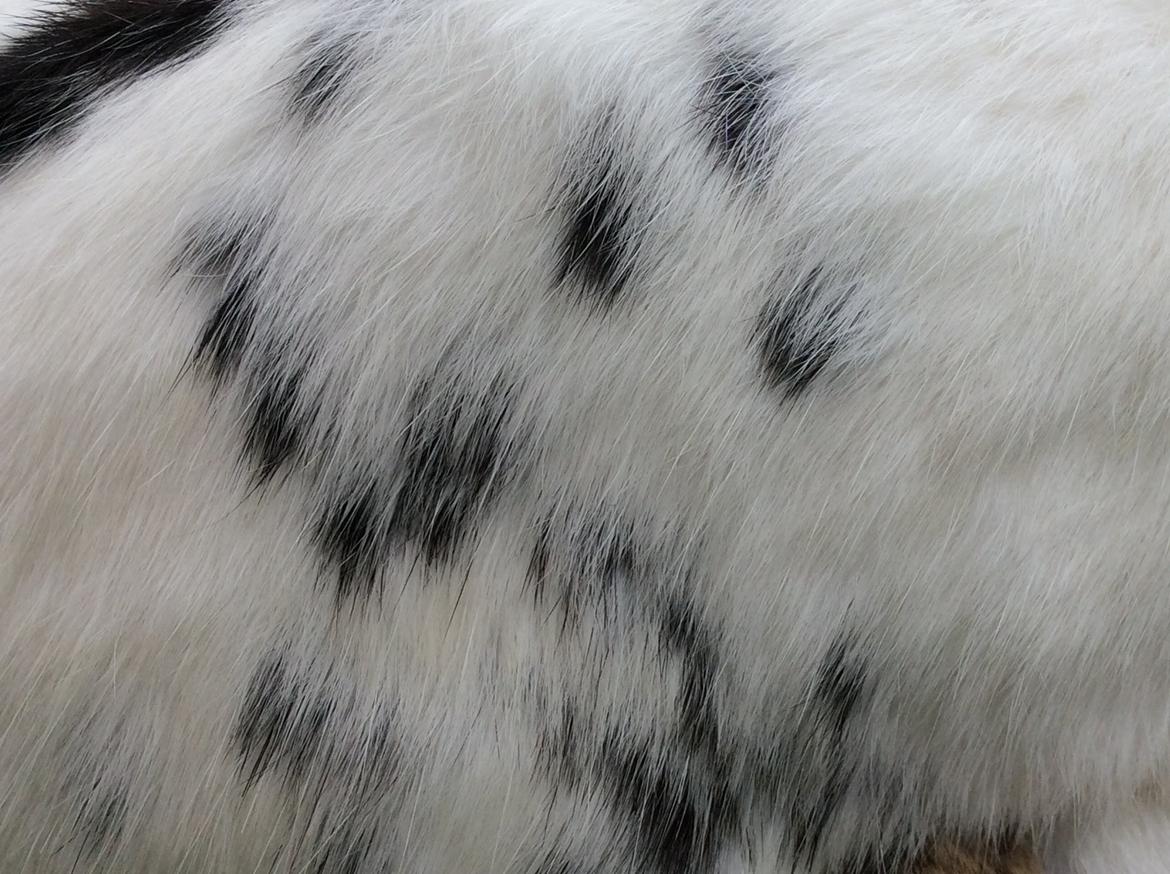 Kanin Smørblomst billede 9