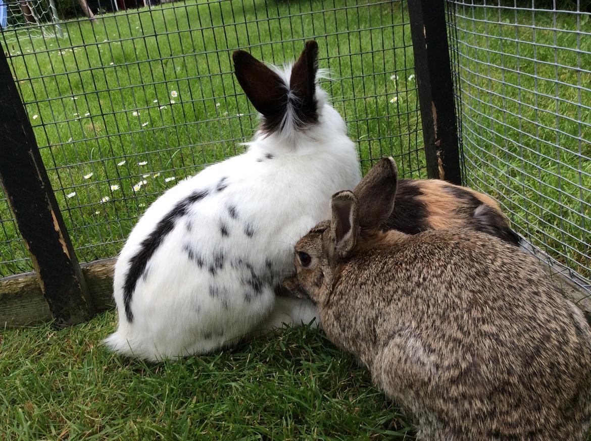 Kanin Smørblomst billede 10