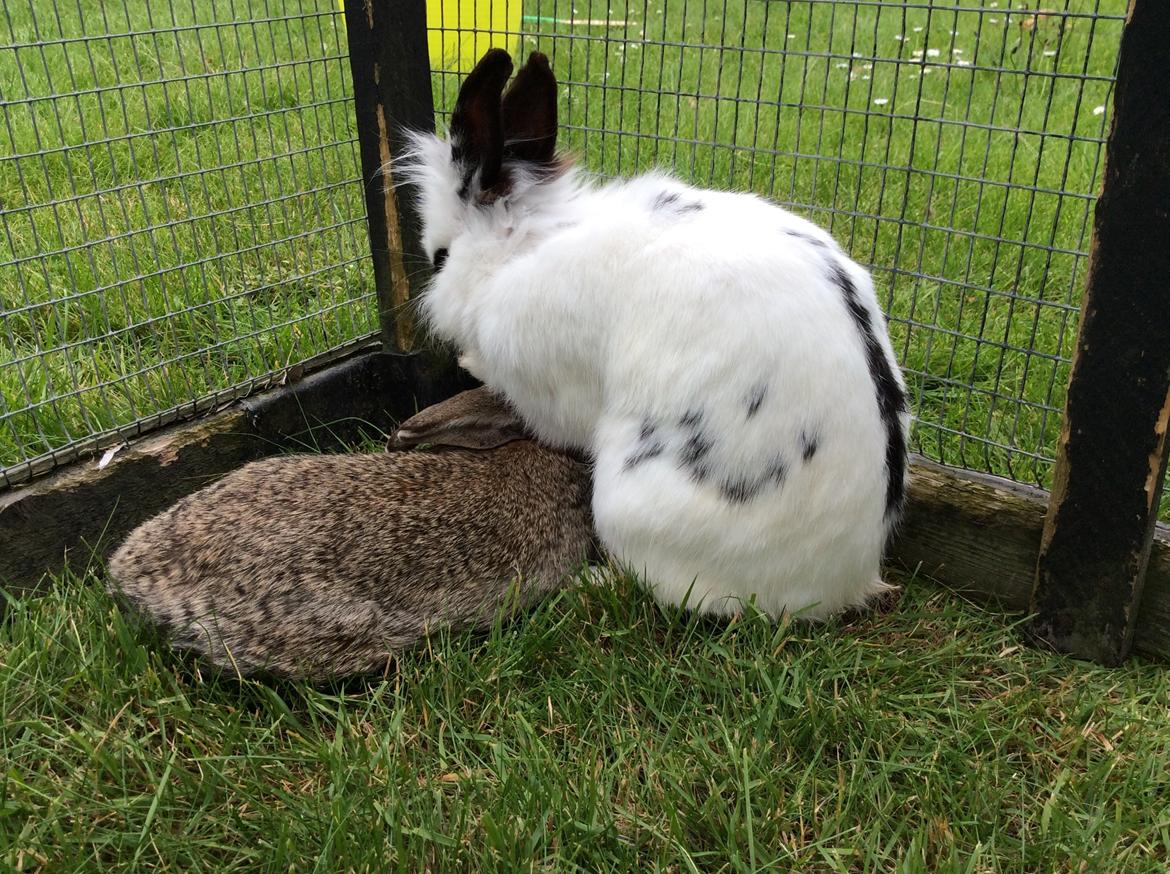 Kanin Smørblomst billede 11