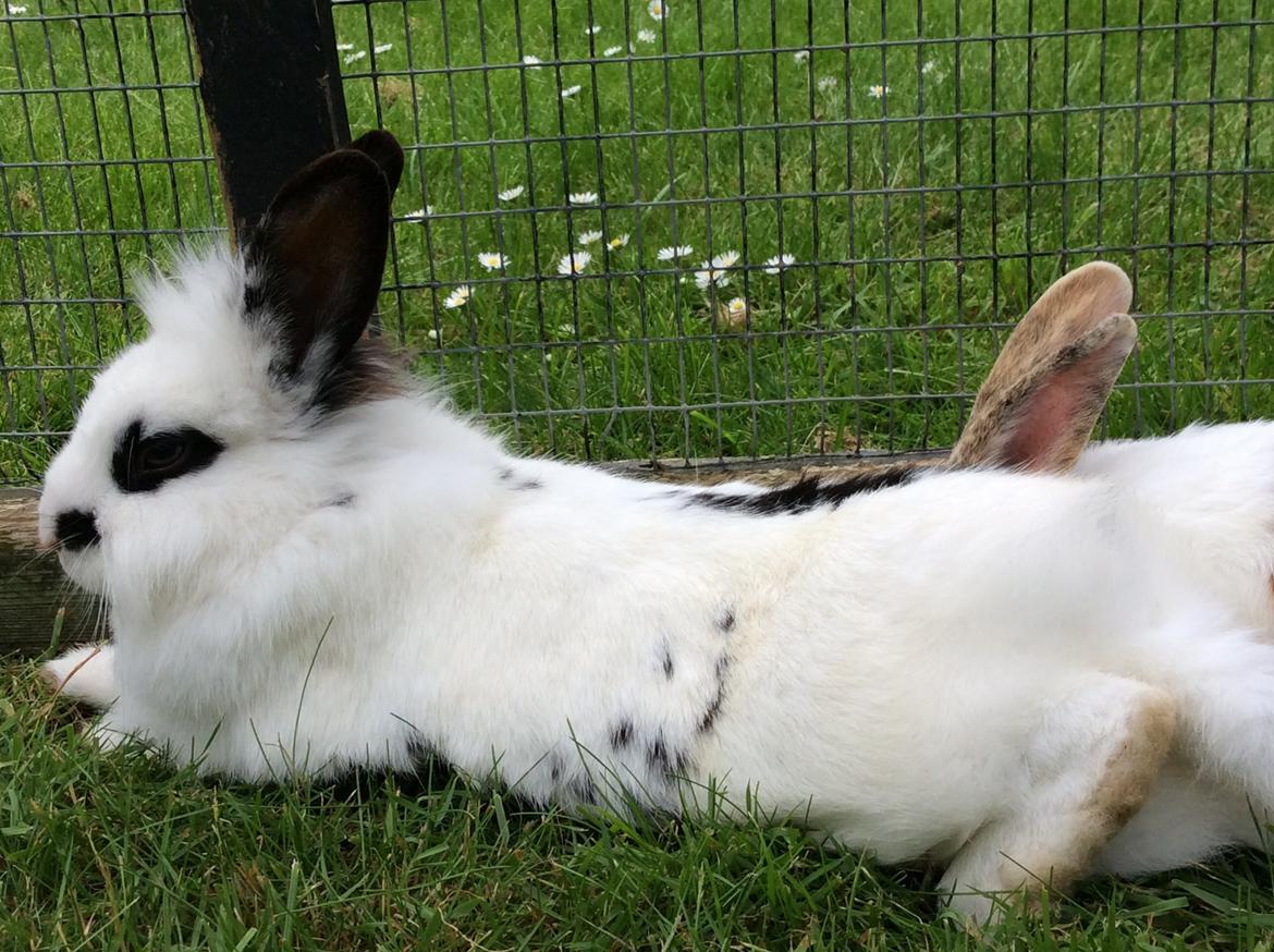 Kanin Smørblomst billede 3