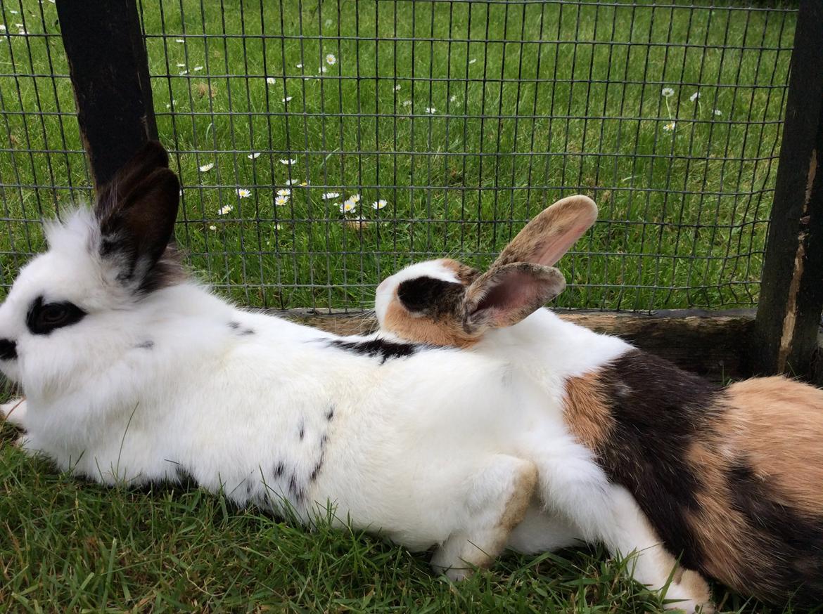 Kanin Smørblomst billede 12