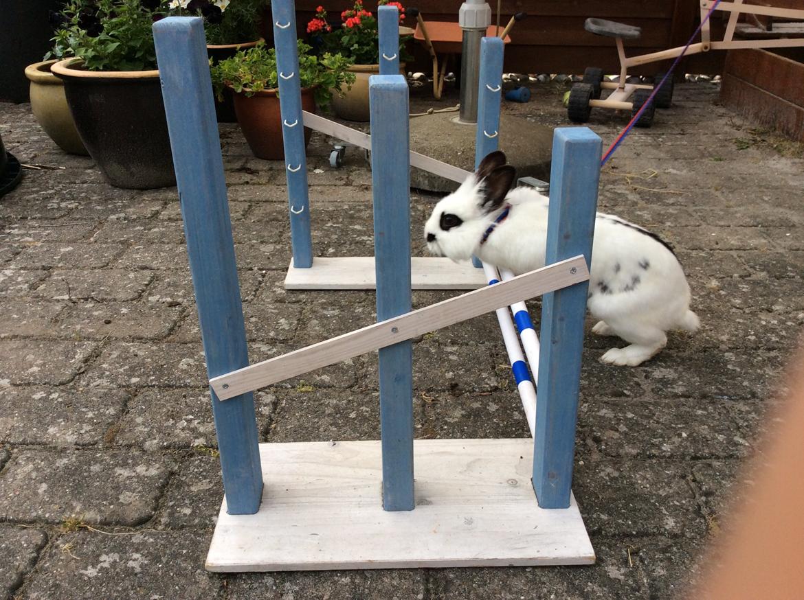 Kanin Smørblomst billede 13