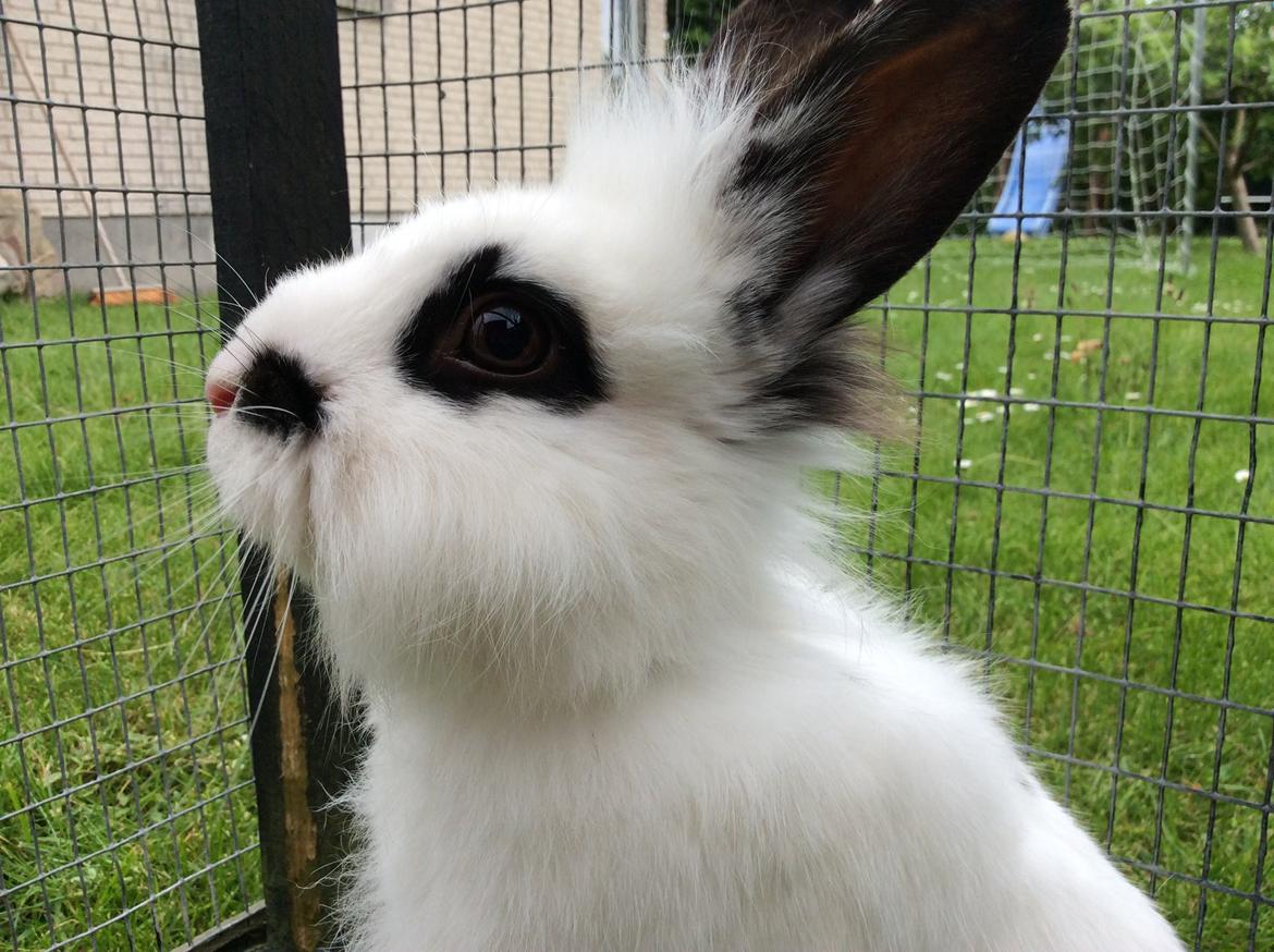 Kanin Smørblomst billede 14