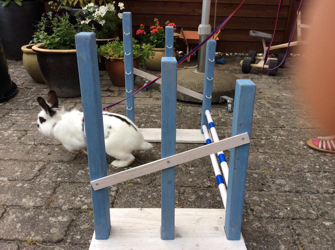 Kanin Smørblomst billede 15