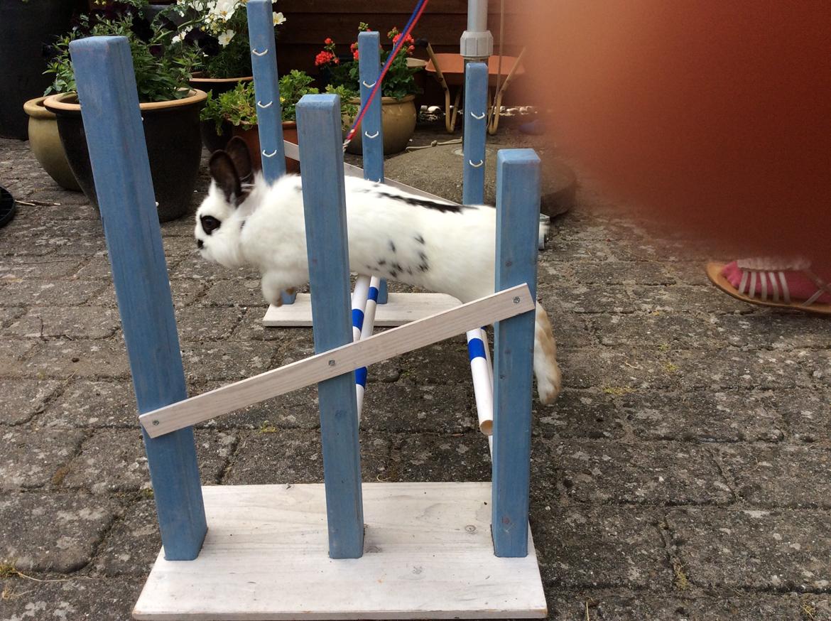 Kanin Smørblomst billede 16