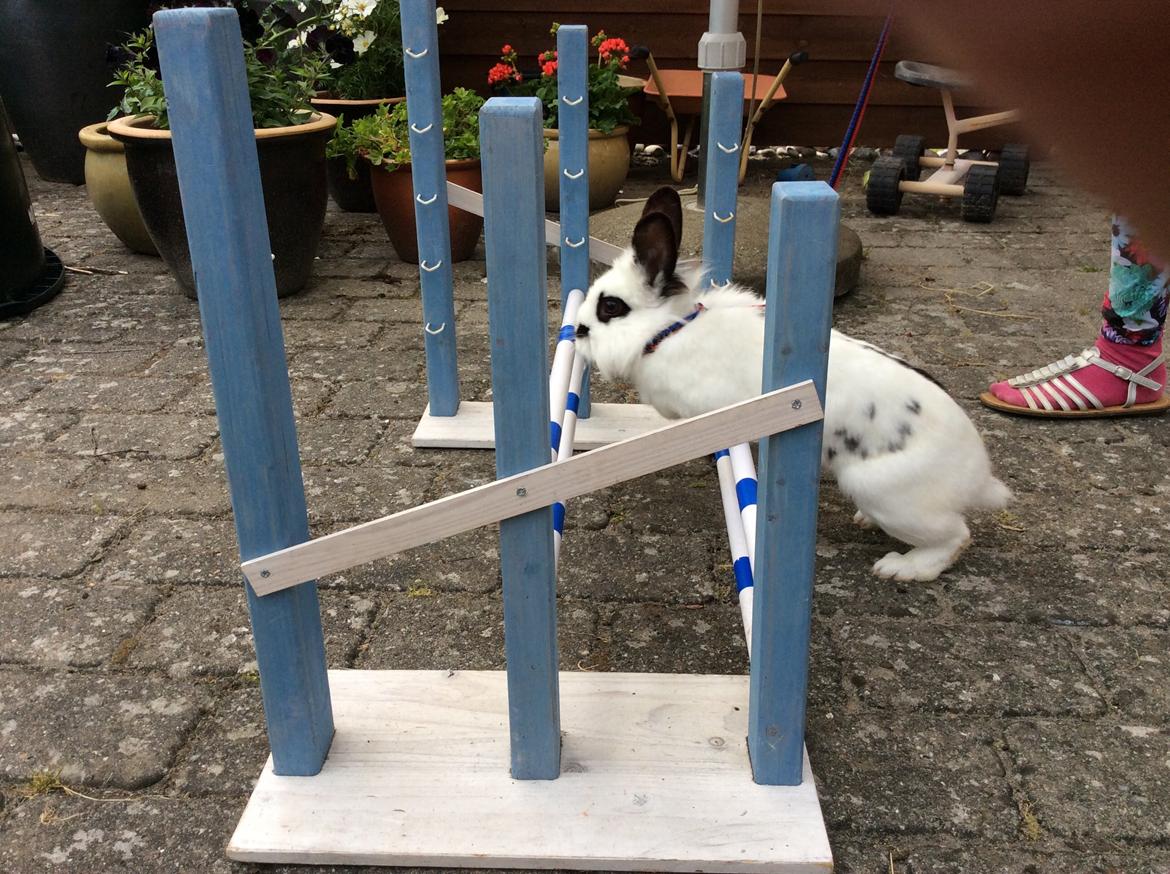 Kanin Smørblomst billede 17